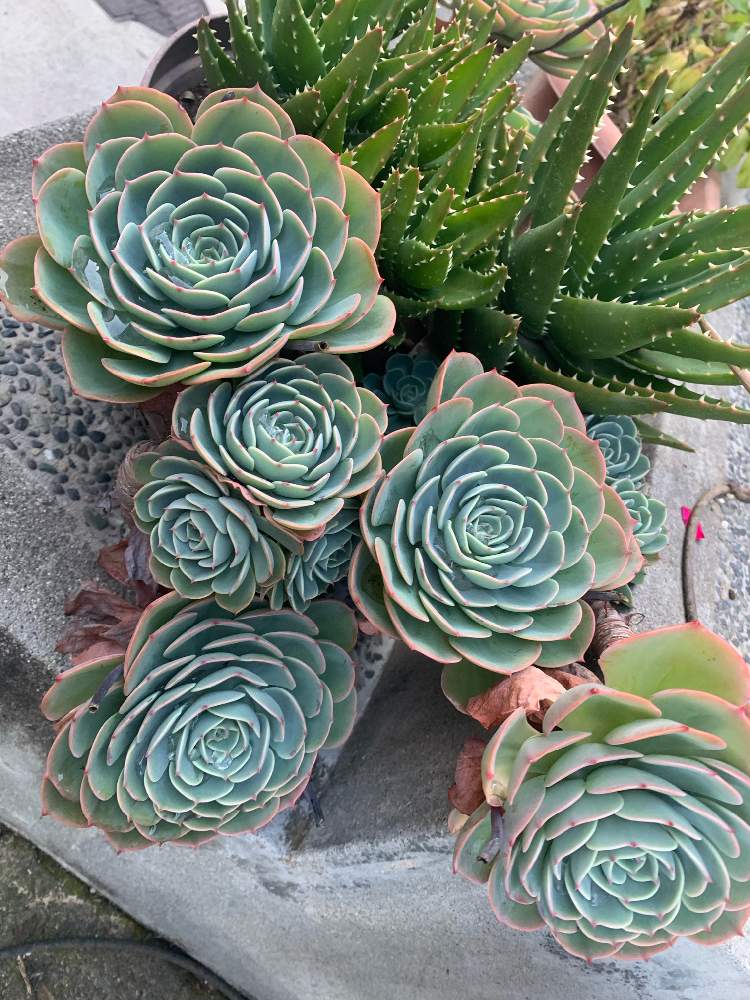 七福神の投稿画像 By みーさんさん 玄関と多肉植物とエケベリア属と七福神 多肉と多肉植物とエケベリア属と七福神 多肉 21月11月21日 Greensnap グリーンスナップ Greensnap グリーンスナップ 七福神の投稿画像 By みーさんさん 玄関と多肉植物とエケベリア属と七福神 多肉と多肉植物とエケベリア属と七福神 多肉 21月11月21日 Greensnap グリーンスナップ Greensnap グリーンスナップ