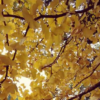 小さい秋の画像 by n_atsuさん | お出かけ先と小さい秋と駐車場とつぶやき・