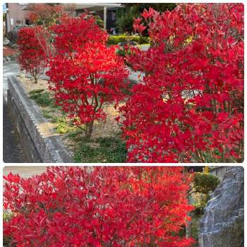 紅葉の季節の画像 by ハナミズキさん | お出かけ先と花のある暮らしとドウダンツツジ✨と紅葉の季節
