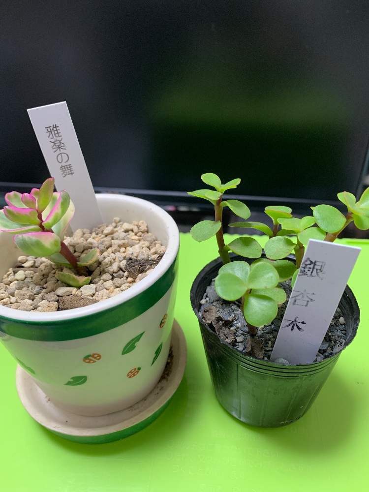 銀杏木の投稿画像 By にしちゃんさん 雅楽の舞と多肉植物と多肉 サボテンと多肉植物と多肉 サボテン 21月11月21日 Greensnap グリーンスナップ Greensnap グリーンスナップ