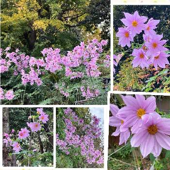 ピンクの一重咲きの画像 by manabeさん | お出かけ先と皇帝ダリアとキダチダリア(皇帝ダリア)と大輪の花と素敵とピンクの一重咲きと花のある暮らし