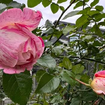 エドゥアール マネの投稿画像一覧 Greensnap グリーンスナップ