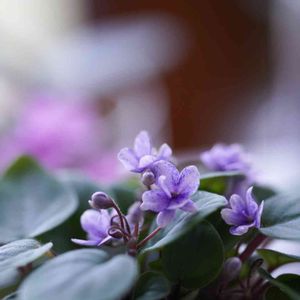 セントポーリア,花芽,つぼみ,ポインセチア♡,セントポーリア♡の画像