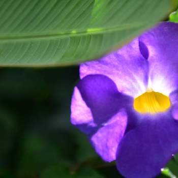 ツンベルギアの画像 by aquamarineさん | お出かけ先とツンベルギアと散歩道と紫の花
