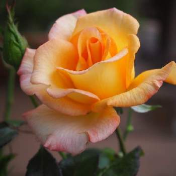 薔薇が好きの画像 by サクラコ❀︎*さん | 小さな庭といいね❤ありがとうとばら バラ 薔薇と癒されます♡とマイガーデンと熊本からと綺麗だね～♡と薔薇が好きと美しい✨✨とお庭の花たちと月曜日にはバラをと薔薇♪と庭の花たち**と綺麗♪