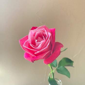 イクハナの画像 by lasfloresMariさん | 窓辺とバラ　タージマハルとハナノヒとイクハナと切り花を楽しむと花のある生活と美しい花と癒しの空間と日比谷花壇のサブスクと花のある暮らしと幸せな時間とばら バラ 薔薇