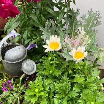 ギザギザ葉っぱの画像 by カンパニュラさん | エントランスとノースポールとお花がすきと寄せ植えと ハボタンとギザギザ葉っぱと今日のお花と鉢植えと白い花
