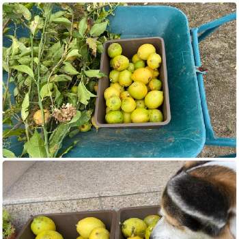 犬と植物の画像 by mahosihoさん | リスボンレモンとレモンと裏庭と庭の果樹・果実と果実と収穫と犬と植物
