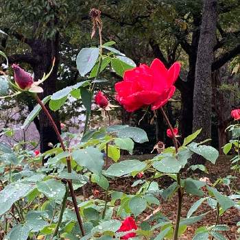 広見公園の画像 by marさん | お出かけ先とバラとすてき…♡と公園と広見公園と赤い花とかわいいな♡
