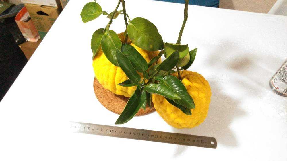 鬼ゆず（獅子柚子）の栽培、出来るかな？！｜🍀GreenSnap（グリーン