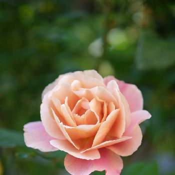ディスタント・ドラムスの画像 by ボヤージュさん | 小さな庭とディスタント・ドラムスと秋バラと薔薇に魅せられてとバラ大好きとバラのある暮らしと月曜日にはバラをとバラが好きとばら 薔薇 バラ