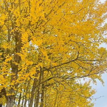 秋の日差しの画像 by コハクさん | お出かけ先と黄色と秋の日差しと銀杏の木