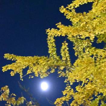 イチョウ並木の画像 by トッコさん | お出かけ先と 紅葉とイチョウ並木とお花大好きとJuneの会と散歩と月夜とイチョウと月