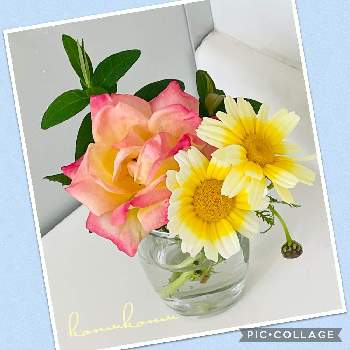 自宅で咲いた花の画像 by こむこむさん | お出かけ先と職員トイレの花だよりと春菊♡と自宅で育てた花と素敵な色と自宅で咲いた花と野菜の花と綺麗な色♡とバラ　チャールストン♡