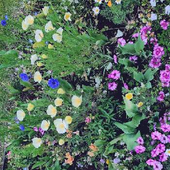 矢車草(ヤグルマギク)の画像 by EMIさん | お出かけ先とお散歩と花のある暮らしと青いお花と里山ガーデンとヤグルマソウと矢車草(ヤグルマギク)