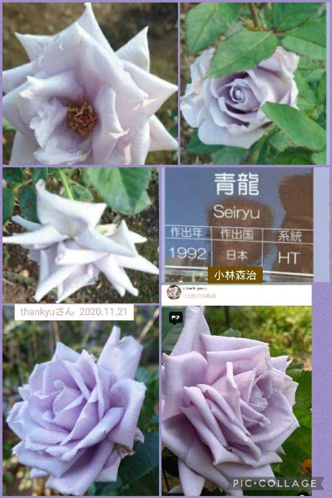 ビロードのような深紅の花色に剣弁高芯咲きの整った花形の小中輪