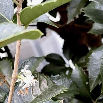 モクセイ科モクセイ属の画像 by lunaさん | ヒイラギモクセイとモクセイ属と花壇と花壇・植え込みと常緑小高木とモクセイ科モクセイ属とちっちゃいものクラブと雌雄異株と小さい花と白い花とモクセイ科と常緑広葉樹と木の花