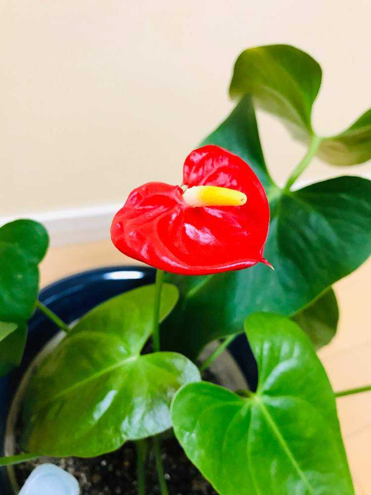 アンスリウム・デシピエンス　超巨大になる毒々しい美種 アンスリウム・デシピエンス 超巨大になる毒々しい美種の落札情報詳細