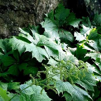 ヤグルマソウ ユキノシタ科 の投稿画像一覧 Greensnap グリーンスナップ ヤグルマソウ ユキノシタ科 の投稿画像一覧 Greensnap グリーンスナップ