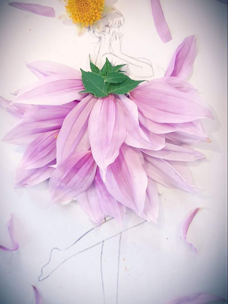 皇帝ダリアの投稿画像 By まりりんさん 部屋とお花のドレスと夫の園芸と葉菜桜花子さんのイラストに花びら乗せて作りました とお花のドレス と夫の園芸と葉菜桜花子さんのイラストに花びら乗せて作りました 21月11月23日 Greensnap グリーンスナップ