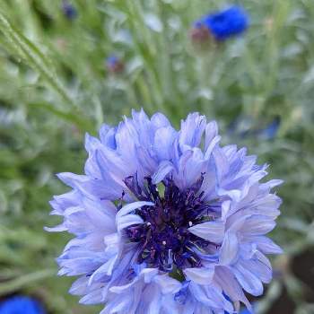 矢車草（やぐるまそう）の画像 by ジュリアーノさん | お出かけ先と矢車草（やぐるまそう）とヤグルマギク*と矢車草(ヤグルマギク)と青い花と今日のお花と矢車草。と花のある暮らしと青い花マニアとチーム・ブルーとチームブルーNo.086