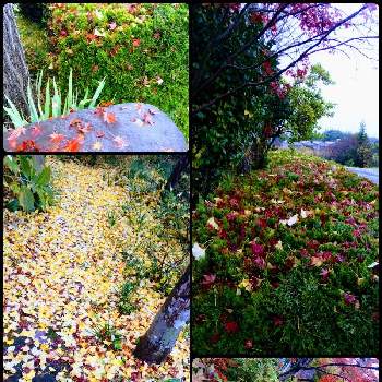 紅葉  黄葉の画像 by きょうさん | 紅葉  黄葉とたのしみ♡と癒され風景ときれいだな♡と花のある暮らしと称名寺と東北人花の会と秋を感じてと雨の日