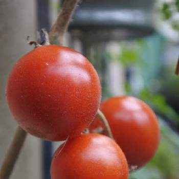 中玉トマト　フルティカの画像 by nicoさん | アプローチと中玉トマト　フルティカとガーデニングとタキイと秋の庭とやさい