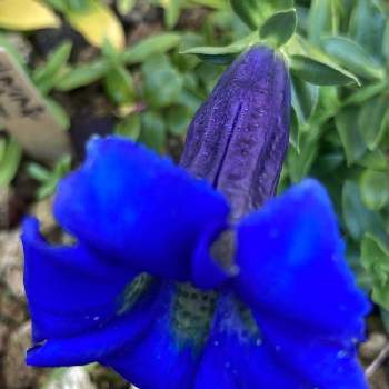 ブルーのお花♡の画像 by おしずさん | お出かけ先とヒマラヤブルーと山野草と高山植物♪とお花大好き✨と素敵な出会いと親戚のお花好きのお宅でとブルーのお花♡