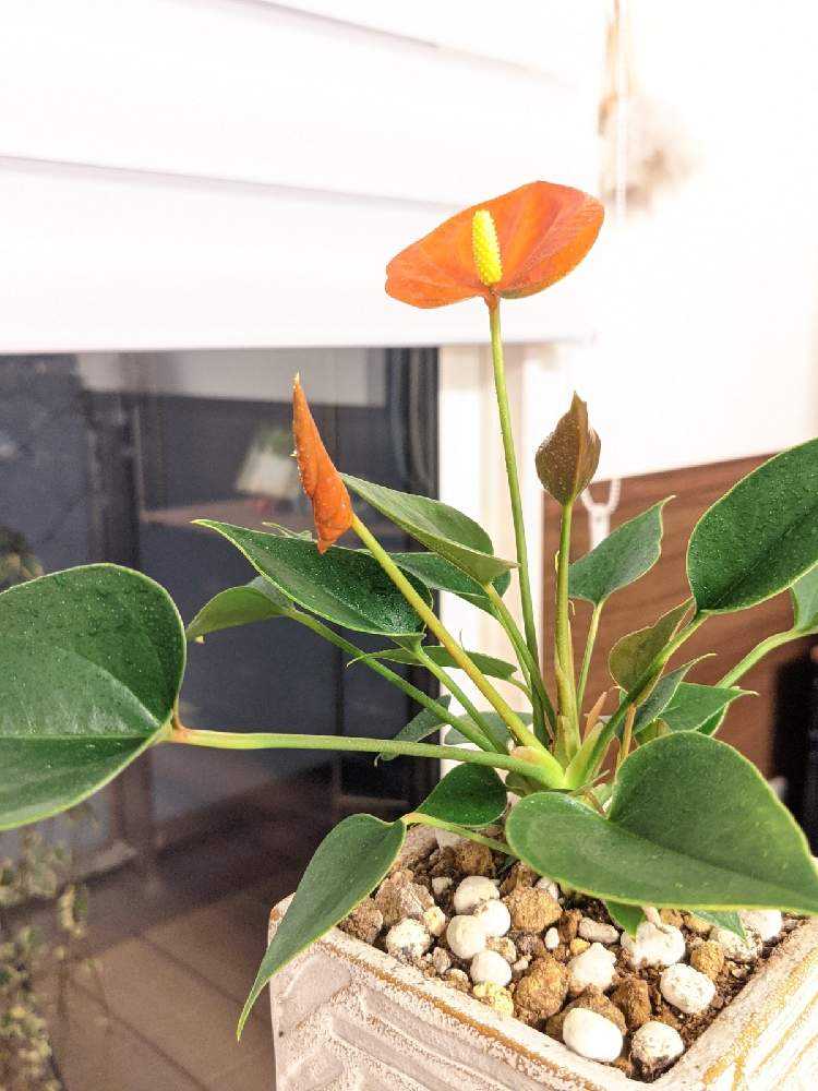 アンスリウムの蕾が開くまで Greensnap グリーンスナップ