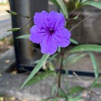 ヤナギバルイラソウ,お散歩,紫の花,花のある暮らし,お出かけ先の画像