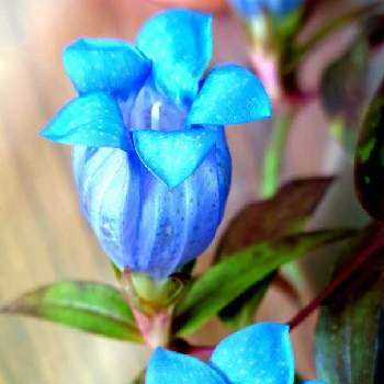 りんどう の投稿画像一覧 Greensnap グリーンスナップ