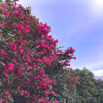 完全雨晒しの画像 by かぶとさん | お出かけ先といとこの家とサザンカ(山茶花)と大きな木と大きな  木と完全雨晒しと赤い花と地植えと真っ赤な火曜日