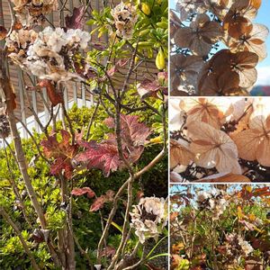 柏葉アジサイ,山野草,屋上庭園,お出かけ先にて,かわぃぃ。の画像