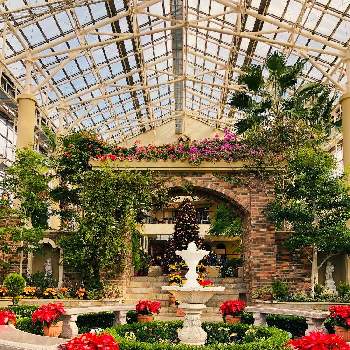 花のミュージアム フローリィの投稿画像一覧 Greensnap グリーンスナップ