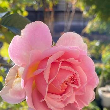 プシュケの画像 by なおさん | 小さな庭とプシュケと植物愛がとまらないとよろしくお願いしますとばら バラ 薔薇と毎日ローズショーと薔薇に魅せられてとマイガーデンとピンク❤︎ピンクと大好きと小さな花壇とおうち園芸と植中毒と可愛いとガーデニングとバラが好きと花のある暮らしとロサオリエンティスとバラ・ミニバラと小庭とバラを楽しむ