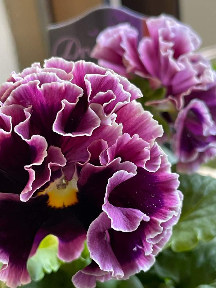 パンジードラキュラとアントワネットの違い Greensnap グリーンスナップ パンジードラキュラとアントワネットの違い Greensnap グリーンスナップ