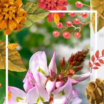 秋のお花の画像 by reomamaだワンさん | はぎとお散歩の途中と秋のお花