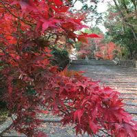 モミジ,光明寺,正岡子規の画像