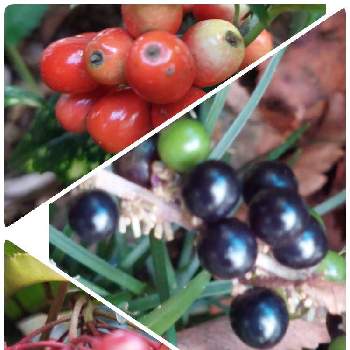 万両の実の画像 by ゴン母さん | 小さな庭とヤブランの実と万両の実と斑入りアオキの実と可愛い実たちと晩秋の庭にて