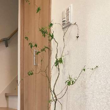 雲竜柳の画像 by 裏窓さん | 階段/廊下と観葉植物と植中毒と雲竜柳と観葉植物のある暮らし