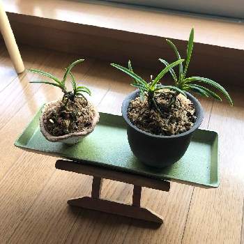 風蘭の投稿画像一覧 Greensnap グリーンスナップ