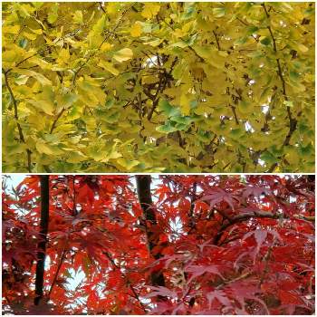 紅葉するの投稿画像一覧 Greensnap グリーンスナップ