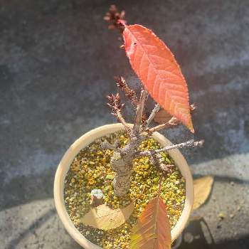 葉桜の投稿画像一覧 Greensnap グリーンスナップ