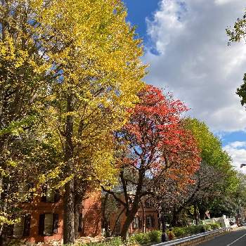 秋を感じるの画像 by Nezukoさん | お出かけ先とイチョウと街路樹と秋を感じると太陽の光を浴びてとイエロー