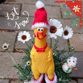 チキンでクリスマスの画像 by syamunekoさん | 小さな庭とローゼンセマム アフリカンアイズとローダンセマムアフリカンアイズと月の雫さん便と業務提携と雑貨大好きと月の雫ちゃんのﾋﾟｯｸと編み編み♪とｷﾓｶﾜ倶楽部と白のお花とチキンでクリスマスとにぃさんの日と猫大好き‼とつながりに感謝とかわちいとクリスマスとsyamuの編み編み