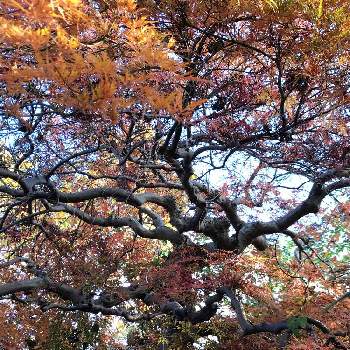 秋の深まりの画像 by mKさん | 紅葉と共にと山野草と癒しと日当たり良好と自宅の庭と染まりゆく木々と秋の深まり