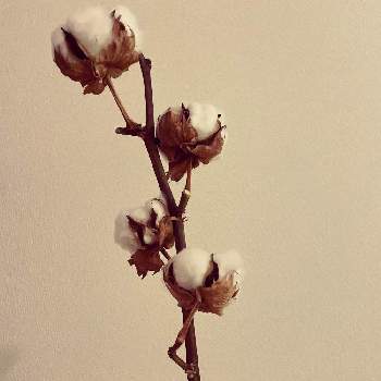 綿花の画像 by Kさん | インテリアと綿花とコットン