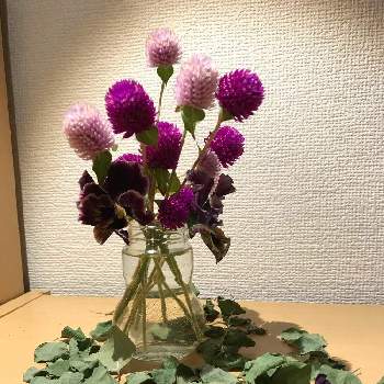 センニチコウ 千日紅 の投稿画像一覧 Greensnap グリーンスナップ