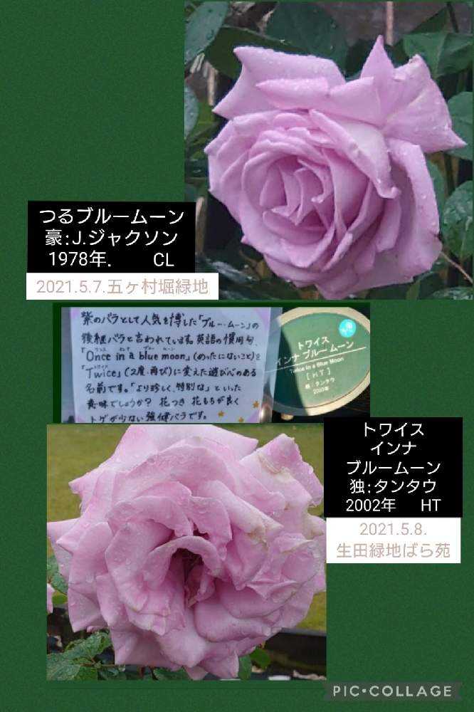 みんなの青薔薇図鑑②【セ〜へ編】ア〜スも含む|🍀GreenSnap みんなの青薔薇図鑑②【セ〜へ編】ア〜スも含む|🍀GreenSnap