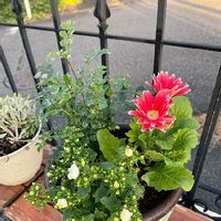 トネリコ,ミニガーベラ,カンパニュラ,花のある暮らし,小さなお庭の画像